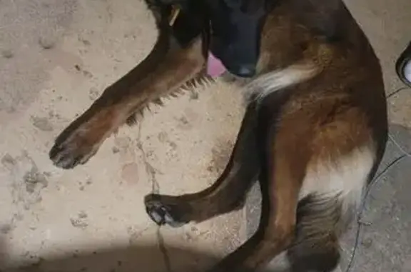 Animaux trouvés Rolampont, photo: Trouvé chien femelle, Rolampont, Grand Est