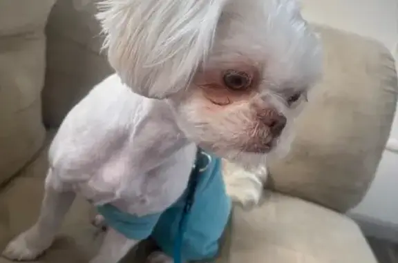 Missing dog Female, Hebron (usl533583) - photo