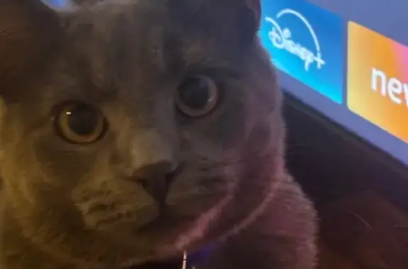 Lost male cat, Northwoods Drive, Smyrna - medium hair, all grey - photo