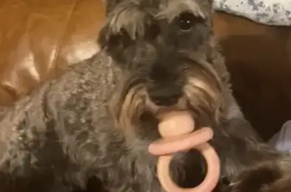 Lost dog, Jade Lane, 350, Rison - male schnauzer with camouflage collar - photo