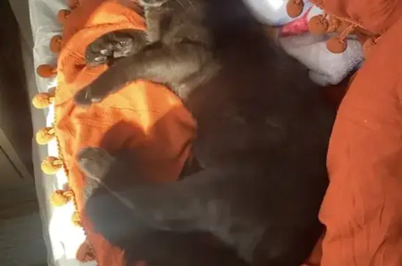 Lost male cat, Blades, Delaware - black short hair with cataracts - photo