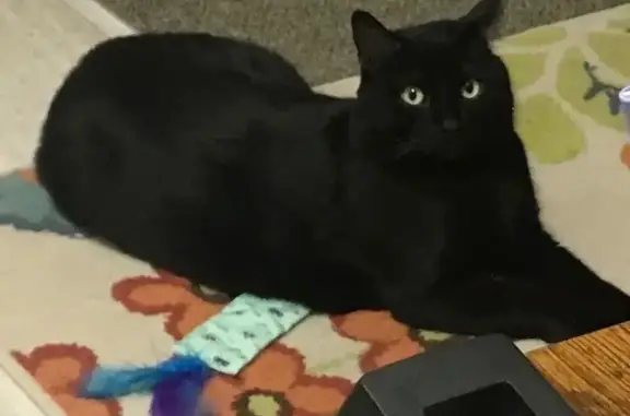 Lost male cat, Riley Ridge Road, Holland - totally black with light green eyes - photo
