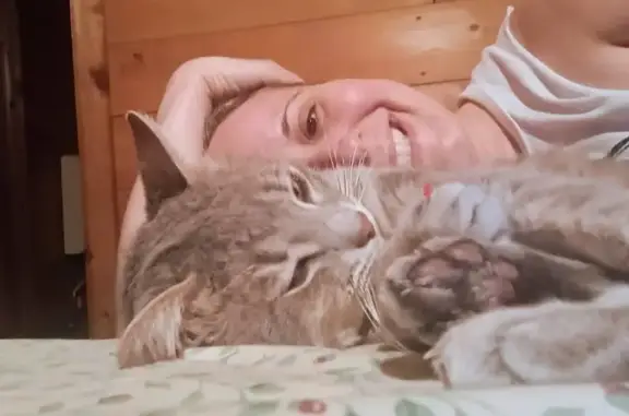 Missing cat Hot Springs Village, photo: Lost male cat, Widowoak Road, Hot Springs Village - light grey with dark grey stripes