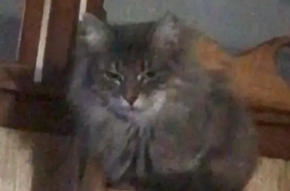 Lost male cat, Blades, Delaware - long hair with allergies - photo
