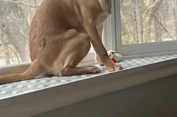 Lost male dog, Gehring Road, Rockville - champagne Lab with unique eyes - photo