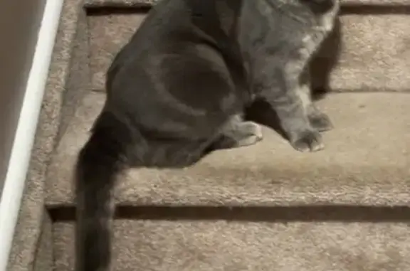 Lost male cat, Hobart Street, East Islip - dark grey with white belly - photo