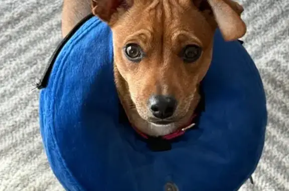 Lost female dog, Crescent Court, Willow Springs - tan all over - photo