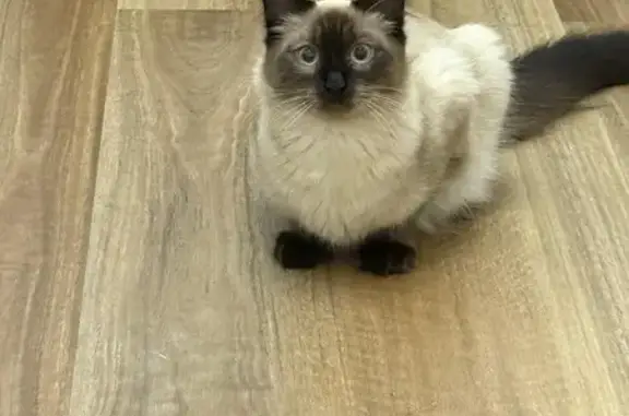 Lost male cat, Jocelyn Street, Auburn - photo