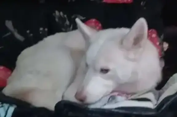 Lost Female Dog, Delmar Avenue, Granite City - red harness - photo