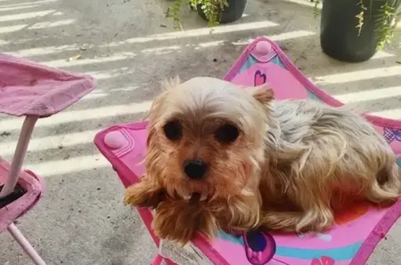 Lost female dog, Carroll Avenue, 635, Bay St. Louis - purple collar with Ariel tag - photo