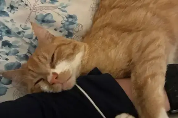 Lost male cat, 7800 South, 1735 W, West Jordan - orange mustache and white socks - photo