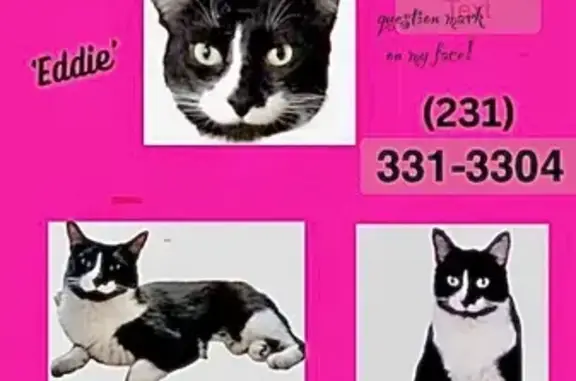 Missing cat Male, Muskegon (usl523152) - photo