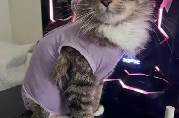 Lost female cat, Seaview Ave/Remsen Av, Brooklyn - medium haired tabby - photo