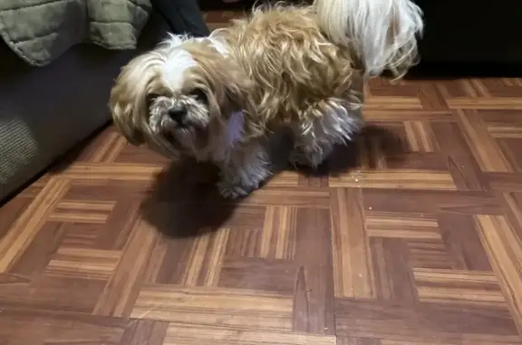 Found dog Orlando, photo: Found female dog, Columbine Drive, 1875, Pine Hills, Orlando - really friendly