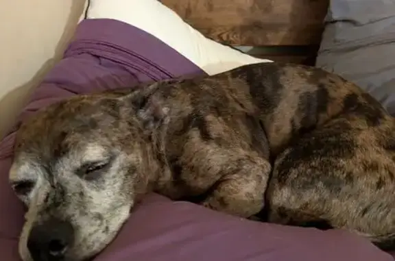 Lost male dog, Brooks McDaniel Road, Birmingham - brindle with grey face - photo