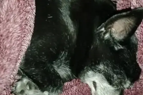 Lost dog, Golden Valley Road, Minneapolis - female chihuahua - photo