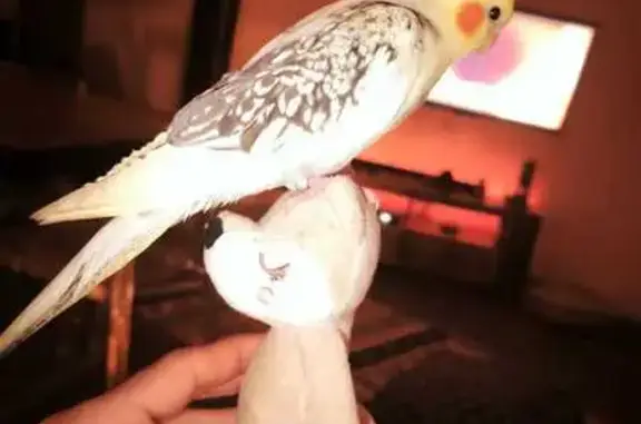 Perdu oiseau femelle, Impasse de France, Cagnes-sur-Mer - calopsitte apprivoisée - photo