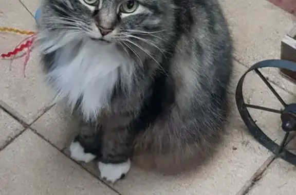 Lost female cat, Rolleston Avenue, Salisbury - tabbie grey bobtail - photo