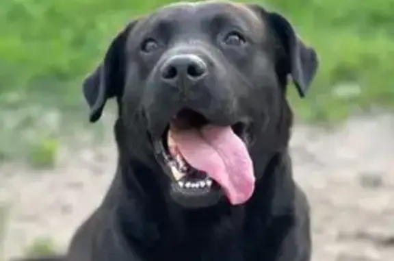 Зник собака, чоловічий, вулиця Грушевського, Могилів-Подільський - чорний лабрадор - photo