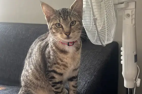 Found female cat, Milnerton Pl...