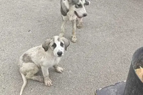 Color gris y blancas