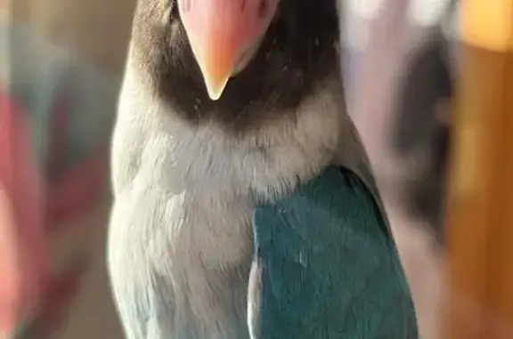 Perdido ave, Gata de Gorgos, Valencia - agapornis azul con negro - photo