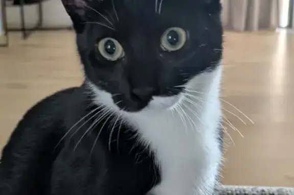 Perdu chat femelle, Chemin du Moulin, Nailloux - noire et blanche type « Félix » - photo