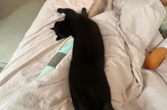 Lost male cat, Kallamurra Street, Marion - small scar near eye duct - photo