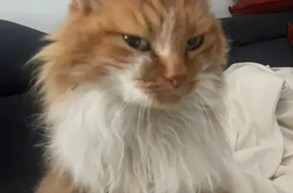 Chat trouvé Pelousey, photo: Trouvé chat, Grande Rue, 30, Chaucenne - roux et blanc, poils longs