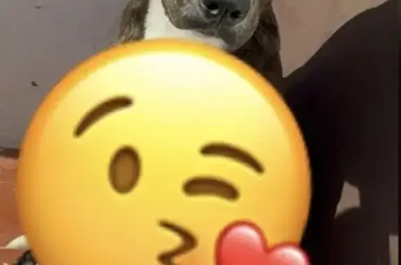 Perdido perro masculino, Calle Pintor Gonzalo de Bilbao, 1, Alcalá de Guadaíra - photo