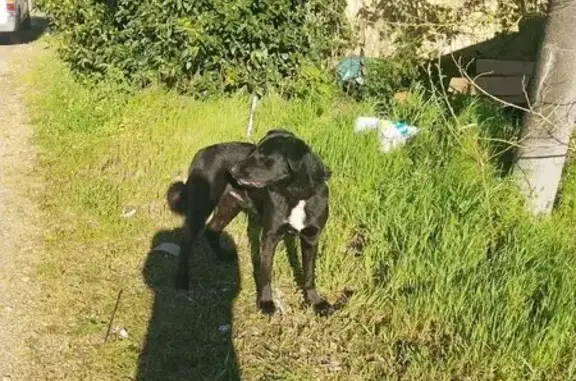Chien perdu Saint-Sulpice-de-Faleyrens, photo : Chien perdu, Rue de la Poste, Saint-Sulpice-de-Faleyrens - labrador croisé malinois