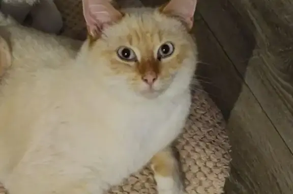 Chat perdu, Paris, photo: Chat perdu, Rue Nationale, 566, Râches, Paris - blanc avec reflets marron roux