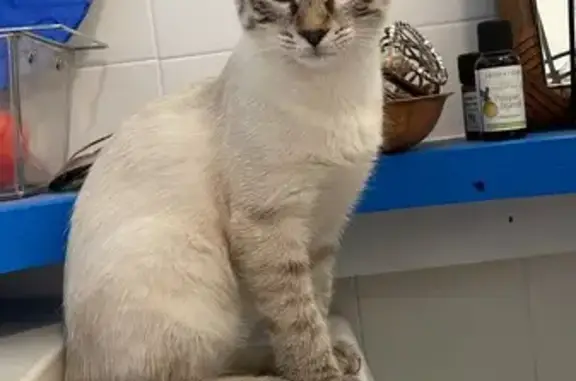 Chat perdu, Rue des Italiens, Thonon-les-Bains - ressemble à un sacré de Birmanie - photo
