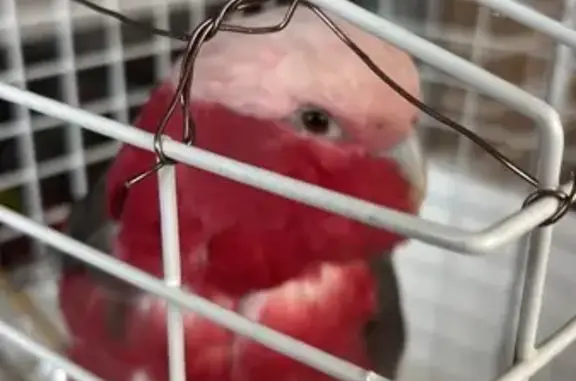 Found bird, Park Drive, Moonee...