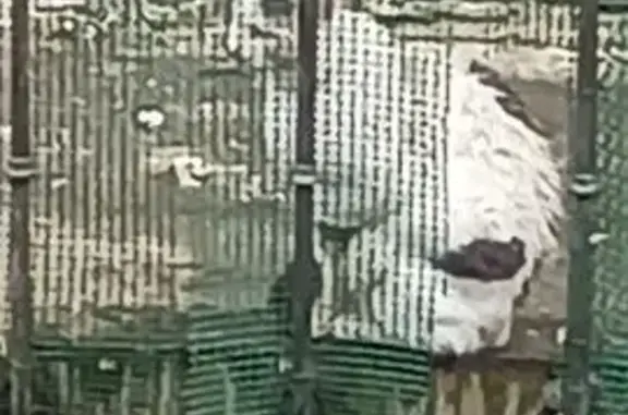 Animaux trouvés Paris, photo: Trouvé Chat, Sainte-Savine, Grand Est - blanc et noir, très peureux