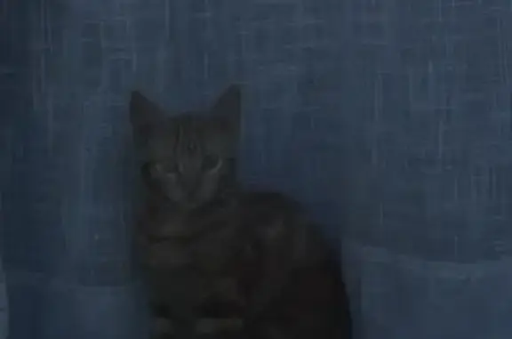 Chat perdu, Allée des Giroflées, Chelles - femelle rousse tigrée - photo