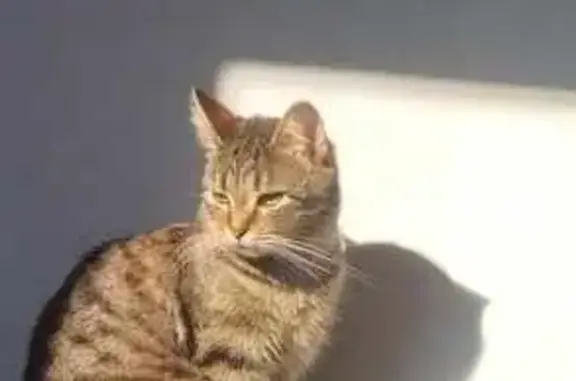 Animaux perdus Strasbourg, photo: Perdu Chat, Rue des Écoles, 40, Saint-Quentin - pas du tout peureuse
