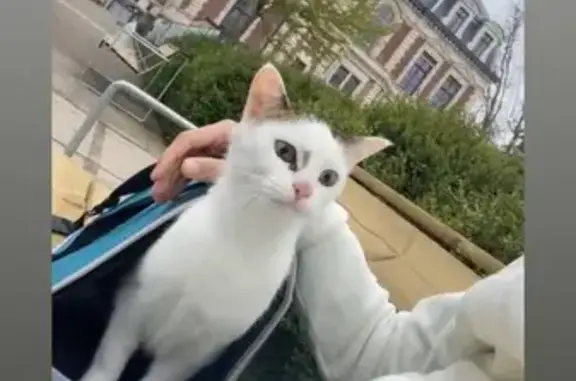 Perdu Chat, Rue de Lannoy, Lille - blanche avec taches marron - photo