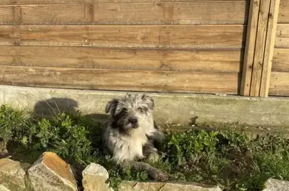 Animaux perdus Ahetze, photo: Chien perdu, Chemin Hibia, 500, Ahetze - Potxo sociable avec chaîne
