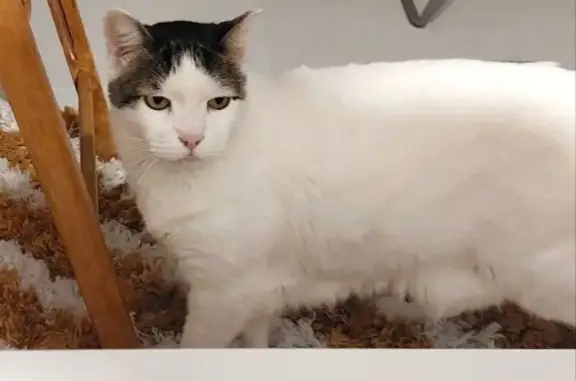 Perdido gato masculino, Carrero de Barbera, Badalona - blanco con manchas pardas - photo