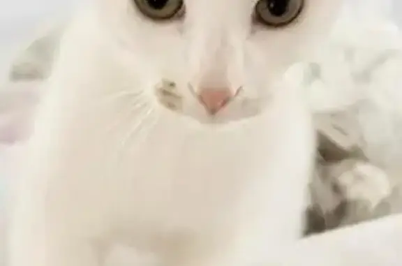 Found male cat, Barnes Street,...