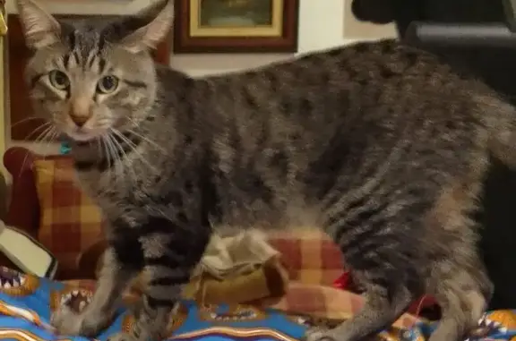 Perdido gato masculino, Calle Andalucía, 121, Algeciras - atigrado con collar celeste - photo