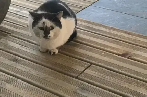 Animaux trouvés Laval, photo: Chat trouvé, Herbignac, Laval - craintif