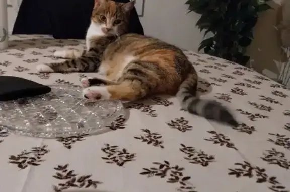 Animaux perdus Grisolles, photo: Chat perdu, Rue Gillis Jean, Grisolles - écaille de tortue et blanc