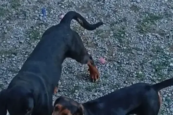 Chien perdu Saint-Loup, photo : Chien perdu, Fleurat, 15, Saint-Loup - femelle, noir et marron