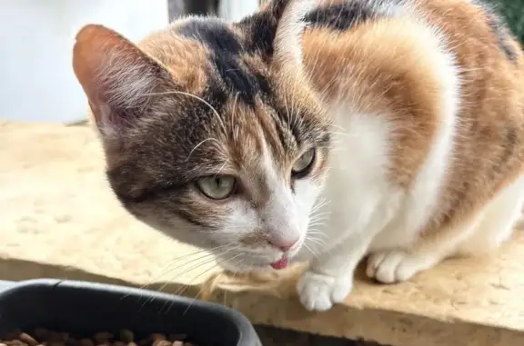 Chat perdu, Chemin des Pradelles, 10, Castelfranc, Cahors - chatte stérilisée - photo