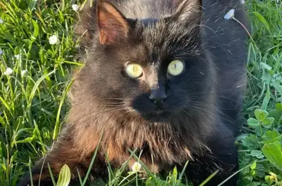 Animaux perdus Paris, photo: Perdu Chat homme, Route des Carrières, 411, Nohic, Paris - noir à poils longs