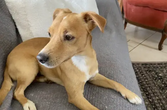 Animaux trouvés Prayssac, photo: Trouvé Chien mâle, La Plaine Sud, Prayssac - petit marron clair avec taches blanches