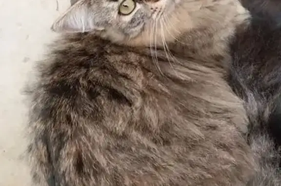 Animaux perdus La Réole, photo: Chat perdu, Impasse des Fauvettes, La Réole - chatte tigrée à poils longs