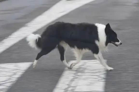 Chien perdu, Allée de la Marne, Colomiers - bordercollie noir et blanc - photo